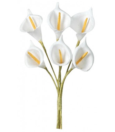 Arum blanc