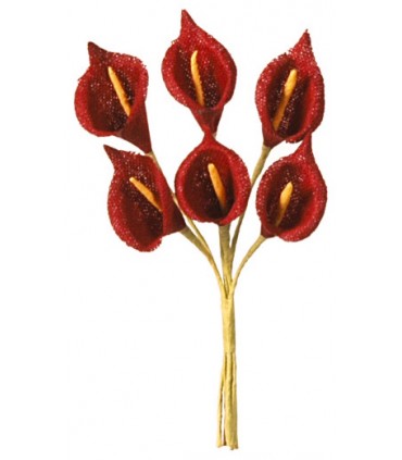 Arum bordeaux