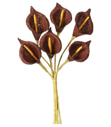 Arum chocolat