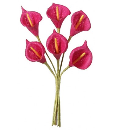 Arum fuchsia