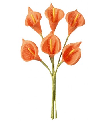 Arum orange